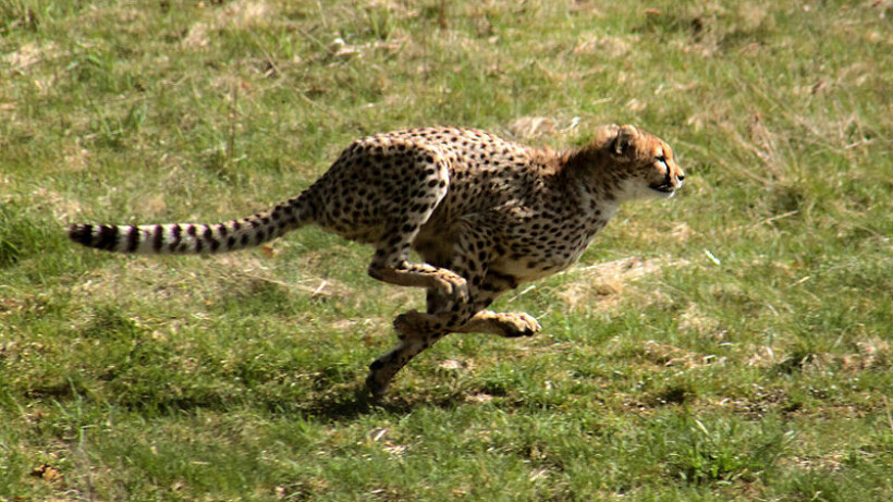 De 10 snelste jongens