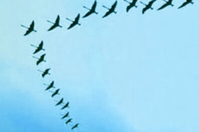 Waarom vliegen trekvogels in een V-formatie?