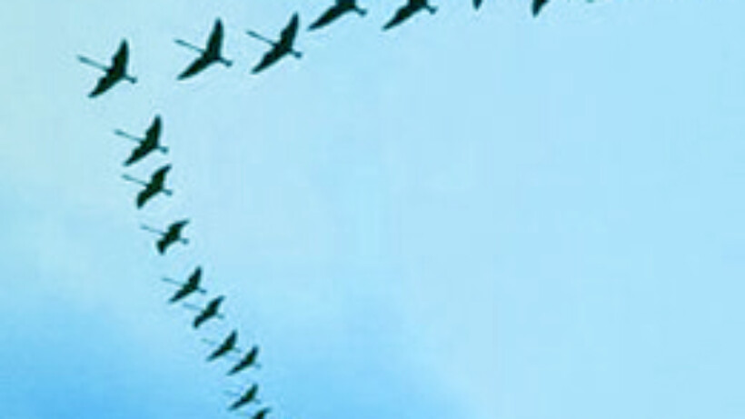 Waarom vliegen trekvogels in een V-formatie?