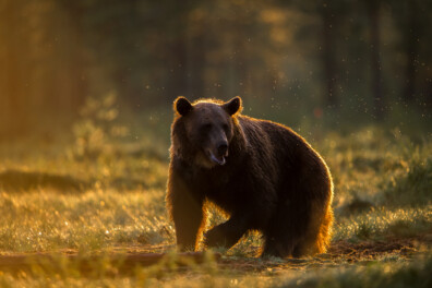 Beren, wolven, lynxen en veelvraten gaan goed in Europa