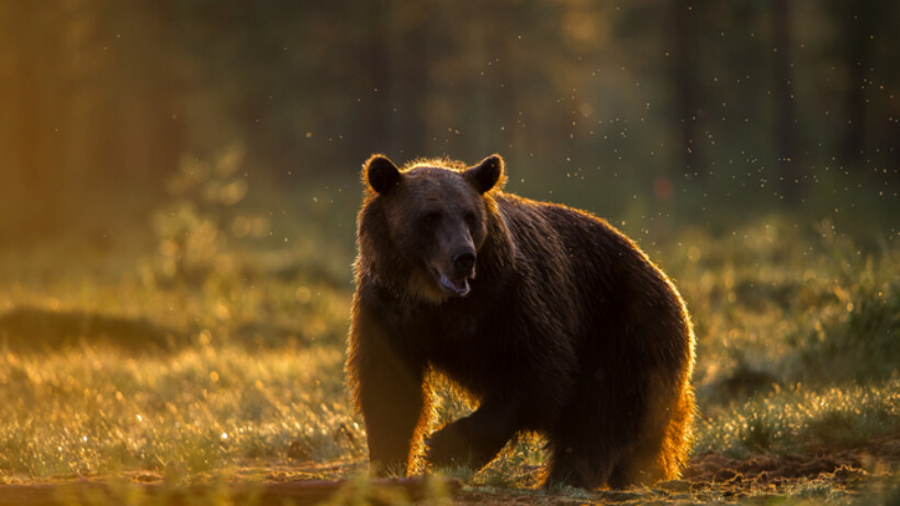 Beren, wolven, lynxen en veelvraten gaan goed in Europa