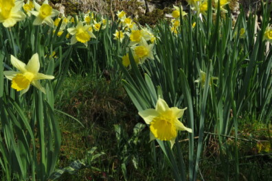 De wilde narcis: mooi, giftig en niet altijd op tijd