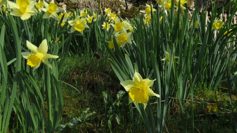 De wilde narcis: mooi, giftig en niet altijd op tijd