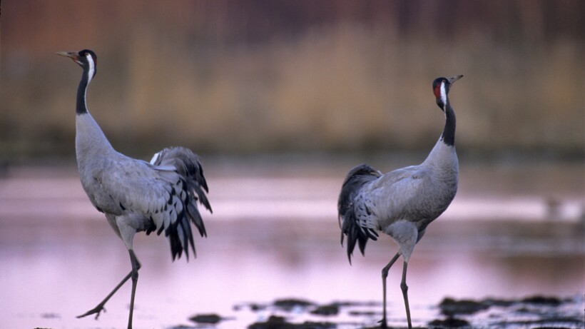 Topervaring: kraanvogels kijken in Noord Frankrijk
