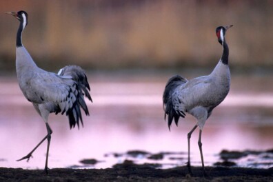 Topervaring: kraanvogels kijken in Noord Frankrijk