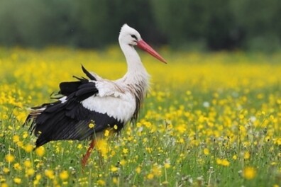 5 hotspots voor ooievaars