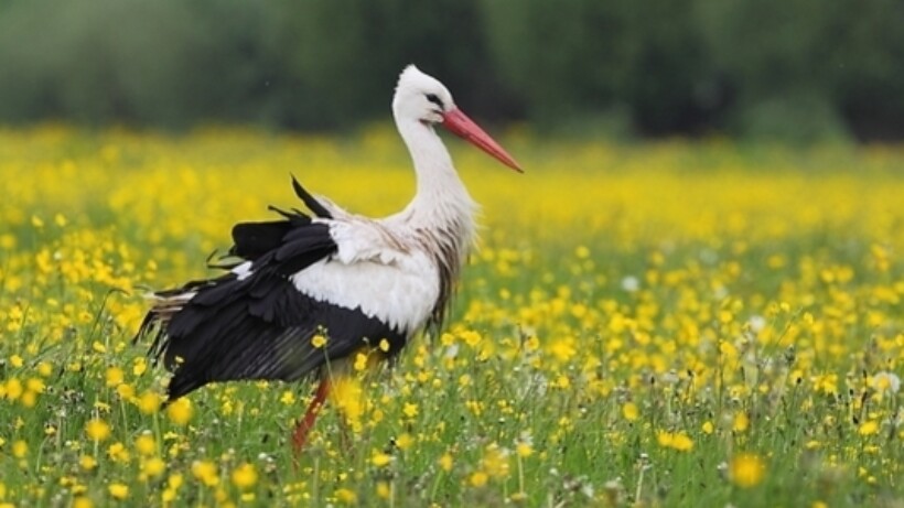 5 hotspots voor ooievaars