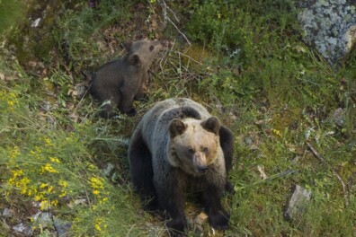 De geboorte van een bruine beer