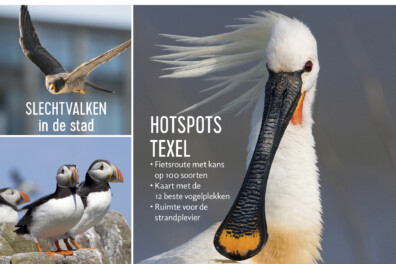 Vogelmagazine: nieuw tijdschrift voor beginnende vogelaars
