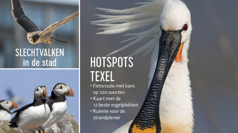 Vogelmagazine: nieuw tijdschrift voor beginnende vogelaars