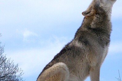 Huilen wolven naar de maan?