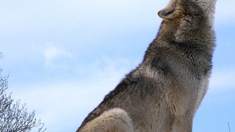 Huilen wolven naar de maan?