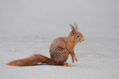 Wanneer hebben eekhoorns pluimen op hun oren?