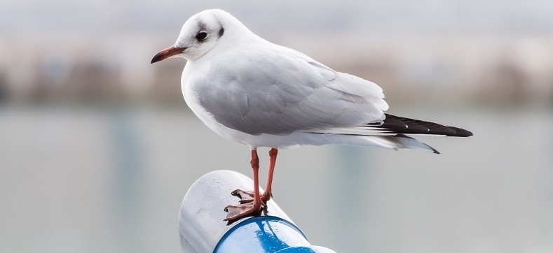 Seagull standing on a spyglass.