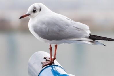 Getest door Roots: 10 telescopen