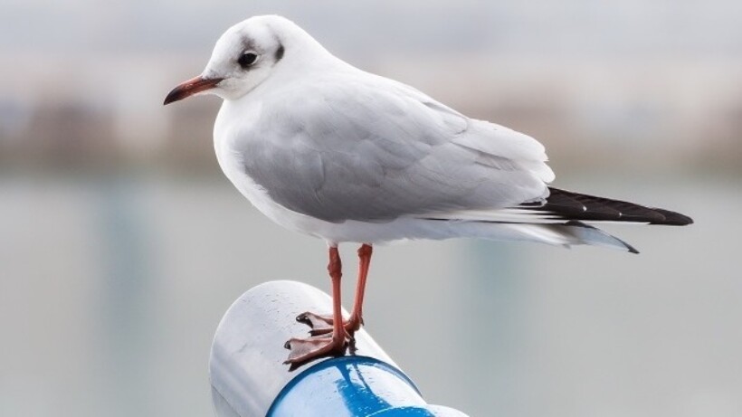 Getest door Roots: 10 telescopen