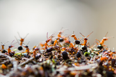 Hoe communiceren mieren?