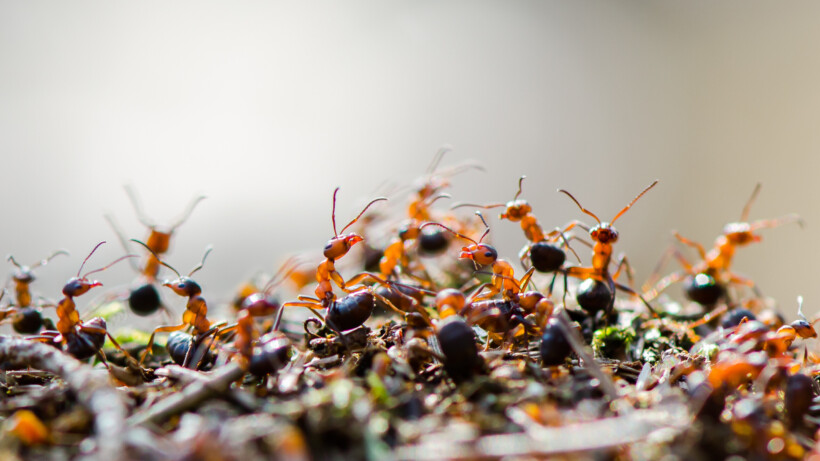 Hoe communiceren mieren?