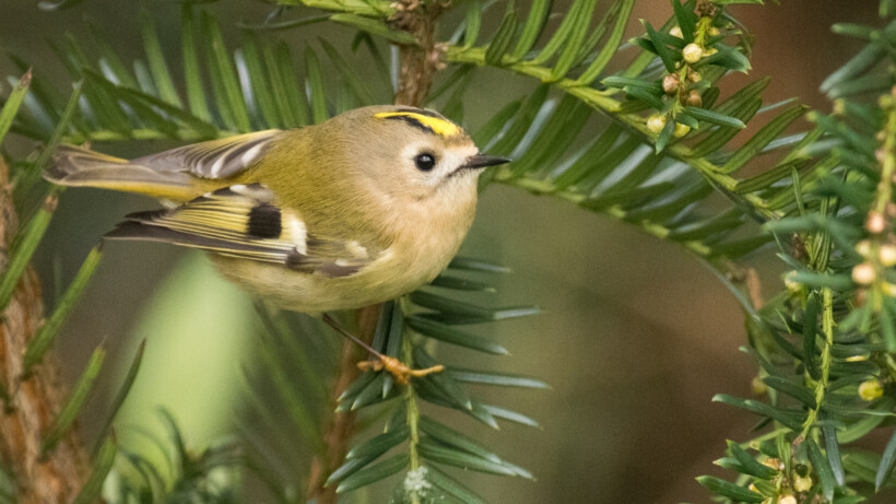 De kleinste vogel van Europa!
