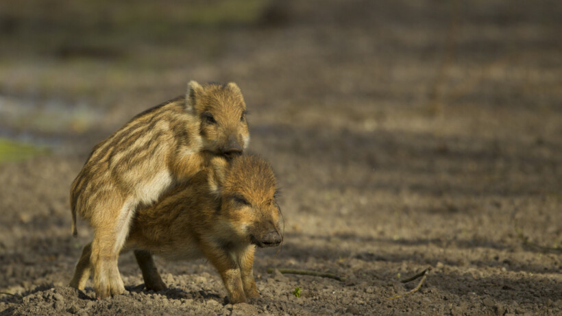Nachtelijk avontuur met everzwijnen