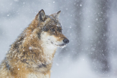 Wolven in Noorwegen : laat ze leven