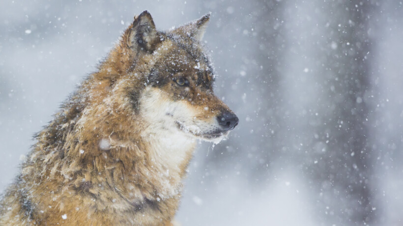 Wolven in Noorwegen : laat ze leven