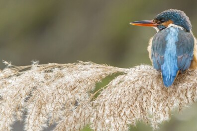 De beste plekken om ijsvogels te zien