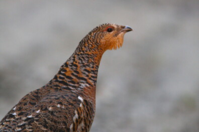 Op zoek naar auerhoenen en taigagaaien in de Zweedse bossen