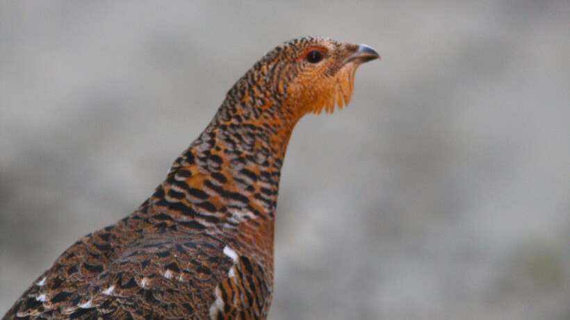 Op zoek naar auerhoenen en taigagaaien in de Zweedse bossen