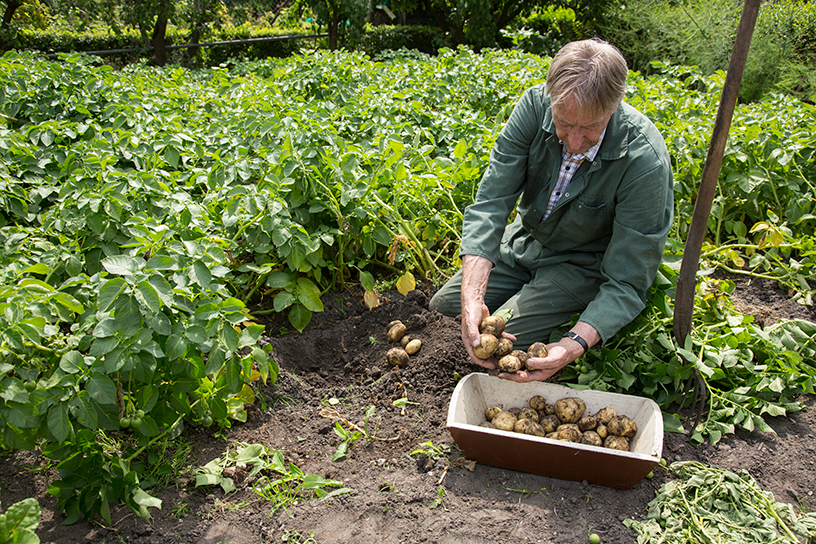 De beste tips om zelf aardappelen te telen