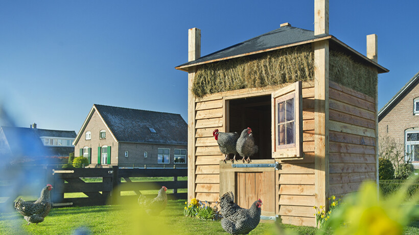 Zelfmaakprojecten voor je kippen