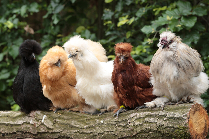 Zijdehoen: handige tips voor het houden en verzorgen