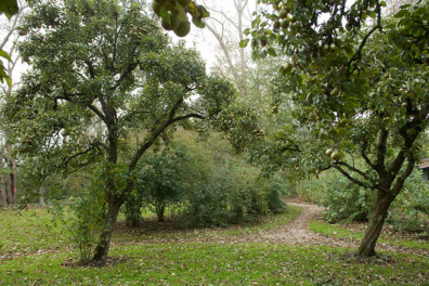 Bestuivingstabel peren
