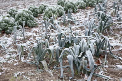 Tuintips voor januari