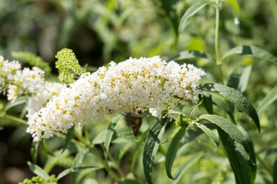 Vlinderstruik snoeien: tips voor een prachtige tuin