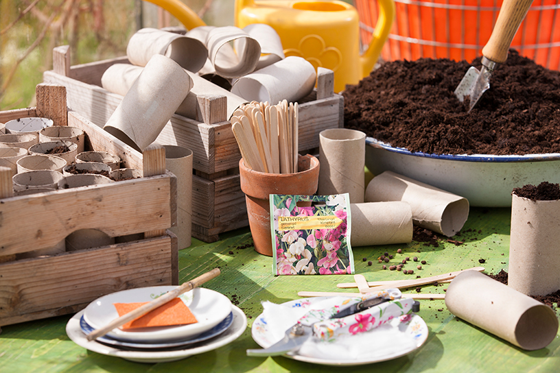 Spullen om lathyrus te zaaien: zaad, wc rolletjes, zaaigrond.