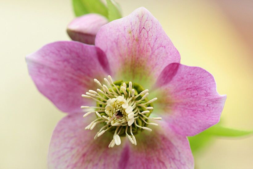 Zo verzorg je de helleborus