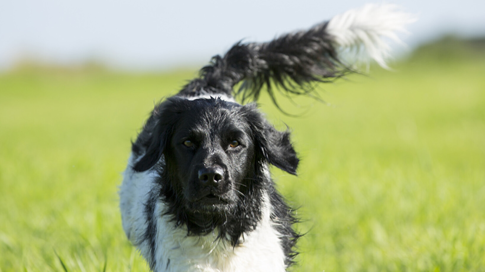 De Friese Stabij, een koppige gezinshond