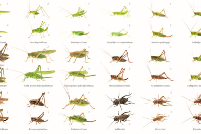 Nieuwe zoekkaart sprinkhanen en krekels