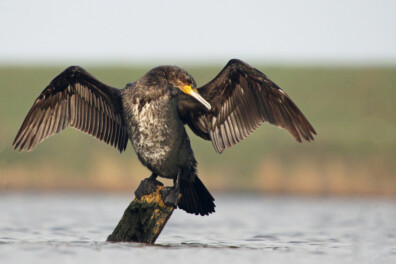Waarom spreiden aalscholvers zo vaak hun vleugels?