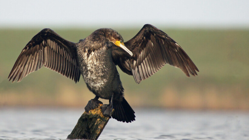 Waarom spreiden aalscholvers zo vaak hun vleugels?