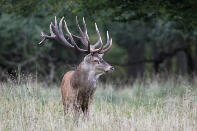 Hoe zwaar weegt het gewei van een edelhert?