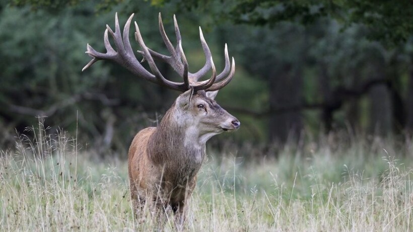 Hoe zwaar weegt het gewei van een edelhert?