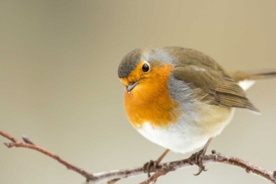 Het roodborstje is weer terug in de tuin
