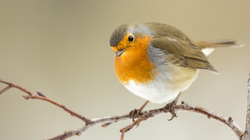 Het roodborstje is weer terug in de tuin