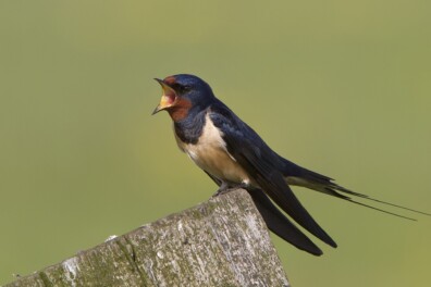 Maakt één zwaluw inderdaad geen zomer?