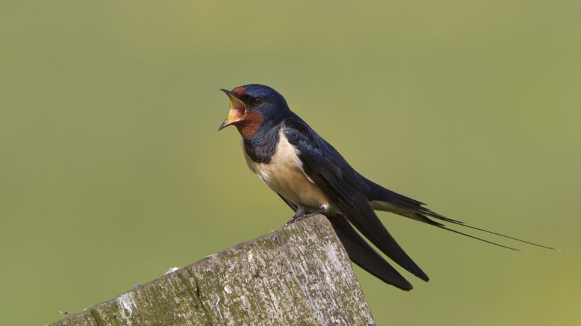 Maakt één zwaluw inderdaad geen zomer?