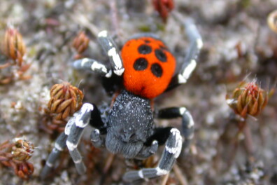 Brrrr, leggen spinnen echt eitjes onder je huid?