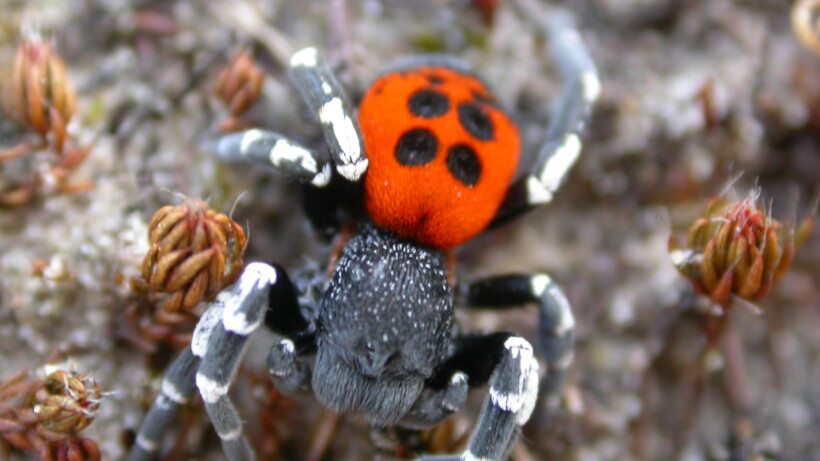 Brrrr, leggen spinnen echt eitjes onder je huid?