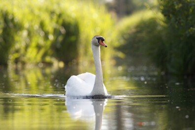 Kan een vleugelslag van een knobbelzwaan je arm breken?